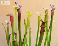 /album/plantas-carnivoras/a3-sarracenia-jpg/