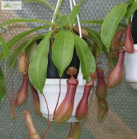 /album/plantas-carnivoras/a4-nephentes-jpg/